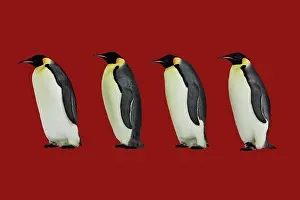 Marching: Emperor Penguin