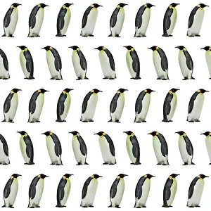 Designs: Emperor Penguin