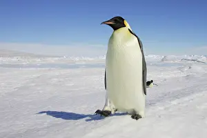 Emperor: Emperor Penguin - adult