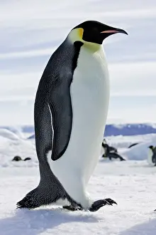 Emperor: Emperor Penguin - adult