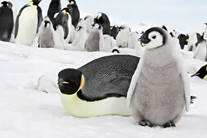 Creche: Emperor Penguin - adult with chick