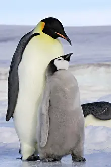 Touching: Emperor Penguin - adult & chick