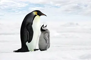 Nuture: Emperor Penguin - adult with chick begging