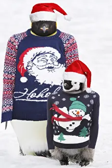 111219: Emperor Penguin, adult and chick wearing Christmas