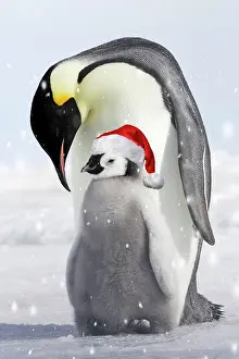 111020: Emperor Penguin - adult and chick wearing red Christmas