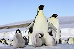 Sleeping: Emperor Penguin - adult & chicks
