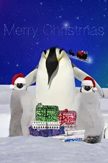 101019: Emperor Penguin, adult and two chicks with Christmas