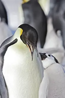 Regurgitating: Emperor Penguin - adult about to feed begging chick