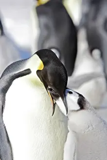 Regurgitating: Emperor Penguin - adult feeding begging chick