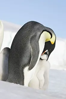 Regurgitating: Emperor Penguin - adult feeding chick