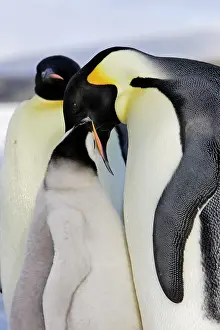 Regurgitating: Emperor Penguin - adult feeding chick