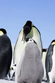 Regurgitating: Emperor Penguin - adult feeding chick