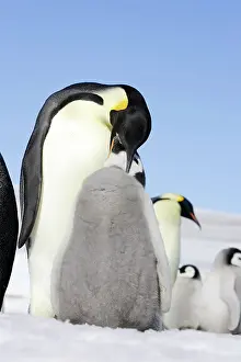 Regurgitating: Emperor Penguin - adult feeding chick