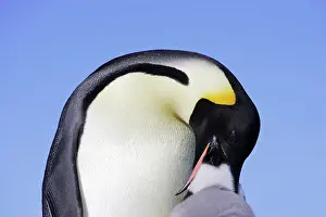 Regurgitating: Emperor Penguin - adult feeding chick