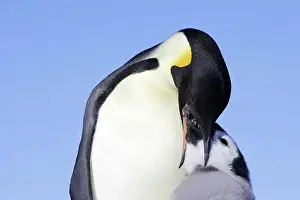 Regurgitating: Emperor Penguin - adult feeding chick