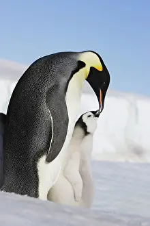 Regurgitating: Emperor Penguin - adult feeding chick
