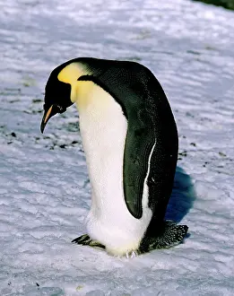 Finishing: Emperor penguin - Adult finishing its moult after