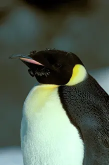 Finishing: Emperor Penguin - Adult finishing its moult (February)
