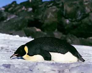 Finishing: Emperor Penguin - Adult finishing moult (February)