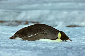 Finishing: Emperor Penguin - Adult finishing its moult (February)