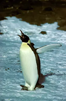 Finishing: Emperor Penguin - Adult finishing moult - with mouth open