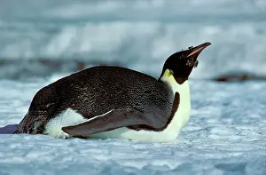 Tobogganing: Emperor penguin - Adult finishing moult - in tobogganing