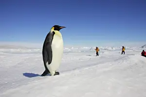 Skiing: Emperor Penguin - adult in foreground with people behind