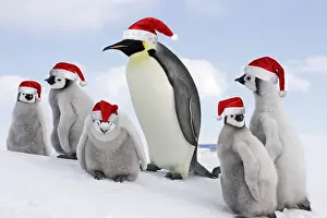 Emperor Penguin - adult with goup of chicks wearing