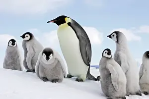 Creche: Emperor Penguin - adult with group of chicks