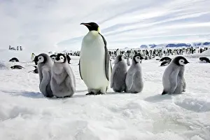 Creche: Emperor Penguin - adult with group of chicks