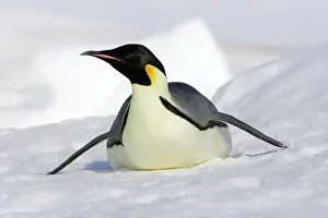 Sliding: Emperor Penguin - adult sliding on ice