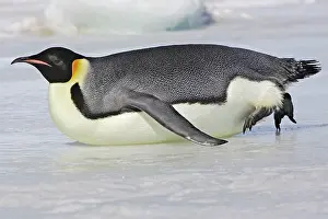 Sliding: Emperor Penguin - adult sliding on ice