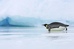Sliding: Emperor Penguin - adult sliding across ice