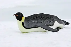 Sliding: Emperor Penguin - adult sliding across ice