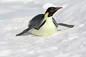 Sliding: Emperor Penguin - adult sliding on ice