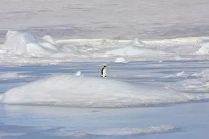 Vunerable: Emperor Penguin - adult standing alone on ice