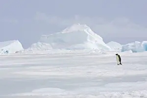 Vunerable: Emperor Penguin - adult walking across ice