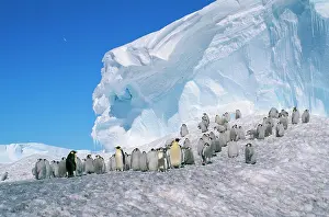 Creche: Emperor Penguin - Adult & young