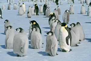 Creche: Emperor Penguin - Adult & young