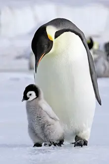 Emperor: Emperor Penguin - Adult with young