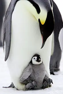 Emperor: Emperor Penguin - Adult with young