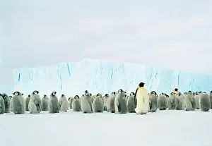Creche: Emperor Penguin - Adult & young in creche