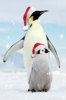111020: Emperor Penguin - adult with young wearing red Santa