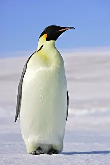 Emperor Penguin - adults