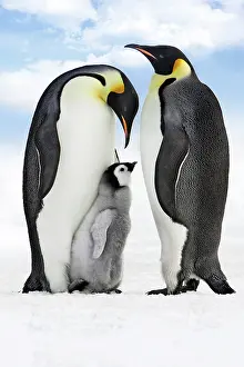 Nuture: Emperor Penguin - two adults with chick
