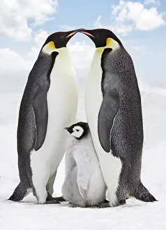 Nuture: Emperor Penguin - two adults with chick