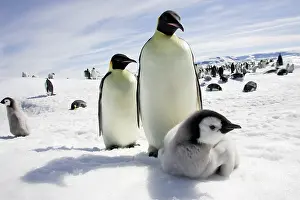 Creche: Emperor Penguin - adults and chick