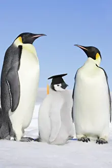 Board: Emperor Penguin - adults with chick