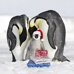 Presents: Emperor Penguin, adults and chick wearing Christmas