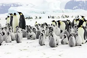 Creche: Emperor Penguin - adults and chicks